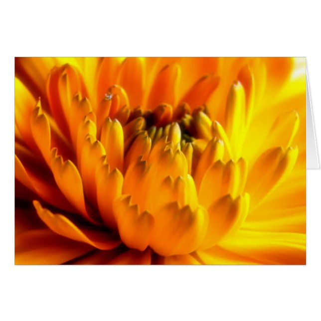 Färsk Orange #2-kort Hälsningskort (Framsidan Horizontal)