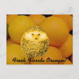 Färsk Orange Hedgehog Vykort