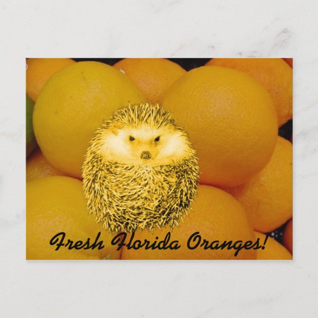 Färsk Orange Hedgehog Vykort (Framsida)