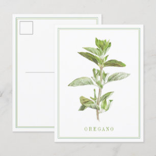 Färsk OREGANO Vykort