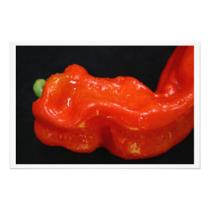 Färsk röd bell Pepper Fototryck