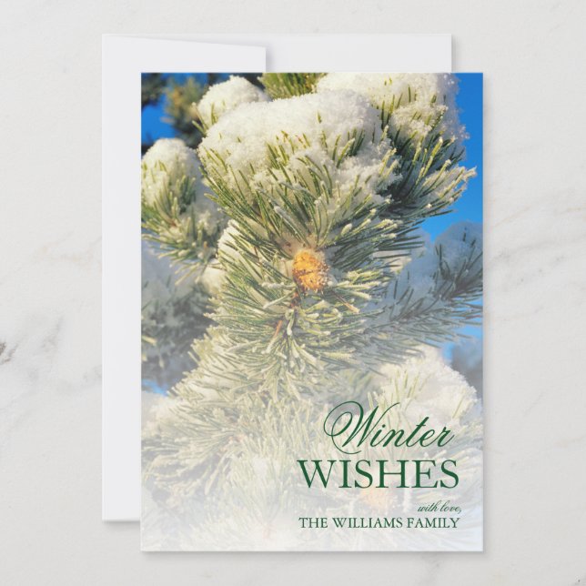 Färsk snö på tallbarr (Framsida)