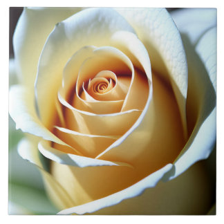 Färsk Vit ros Kakelplatta