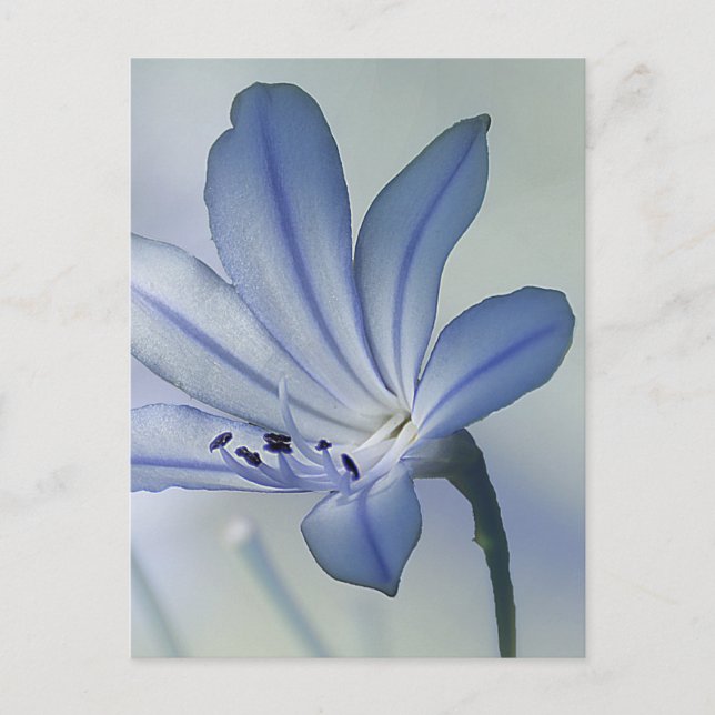 Färska blå blommor foto vykort (Framsida)