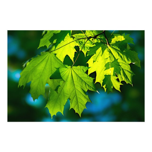 Färska gröna lönnblad fototryck (Framsidan)