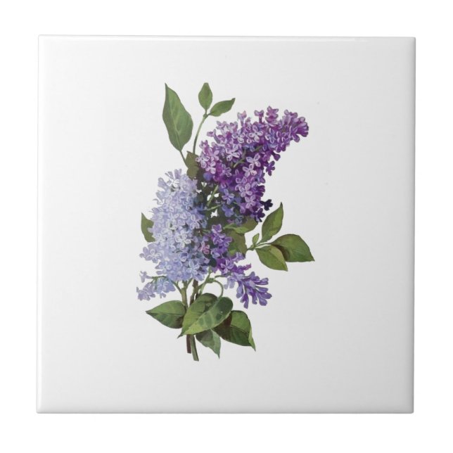 Färska Lilacs - Fransk Land Home Decor Kakelplatta (Framsidan)