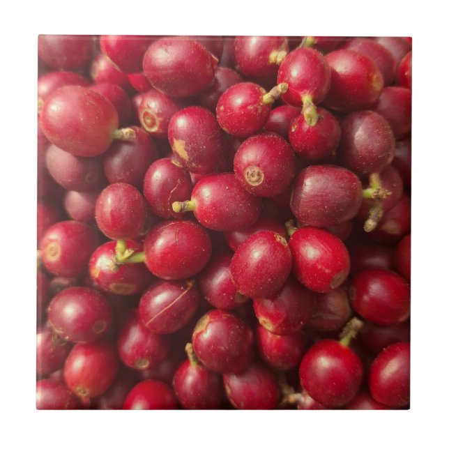 Färska, mogna röda kaffebär kakelplatta (Framsidan)