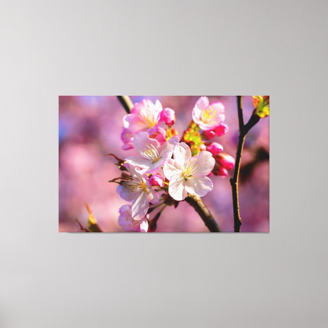 Färska Sakura-blommor i trädgården under våren Canvastryck (Framsida)