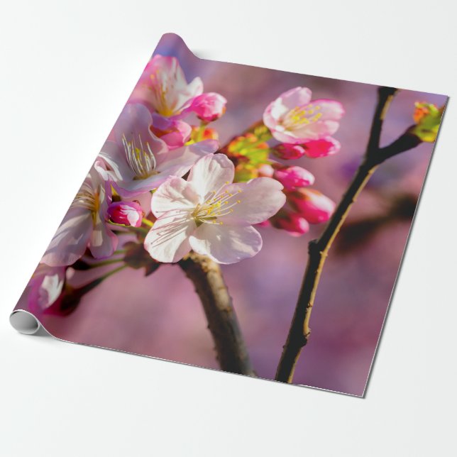 Färska Sakurablommor i Garden Presentpapper (Utrullad)