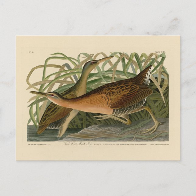 Färska Vatten Marsh Hen - Audubon's Birds of Ameri Vykort (Framsida)