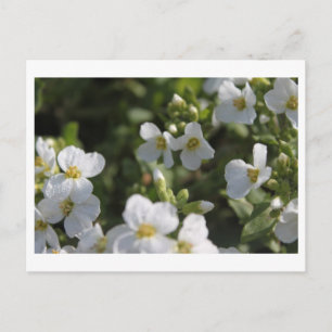 Färska vita sommarblommor och grönt löv vykort