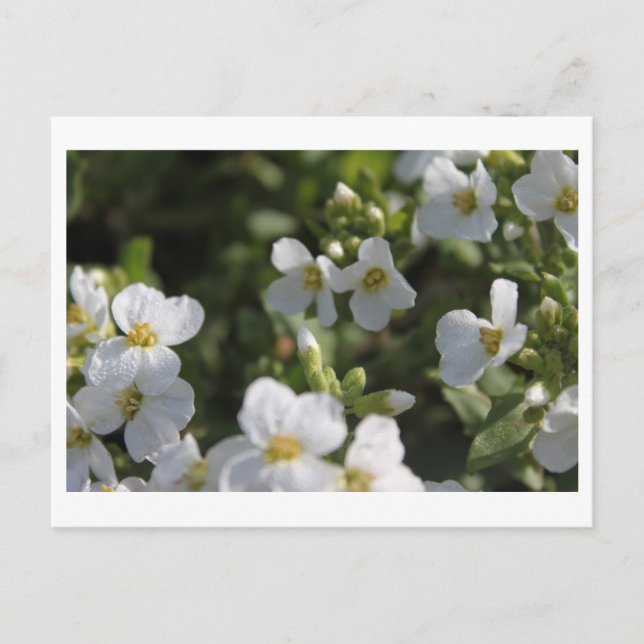 Färska vita sommarblommor och grönt löv vykort (Framsida)