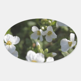 Färska vita sommarträdgårdsblommor och gröna blad ovalt klistermärke