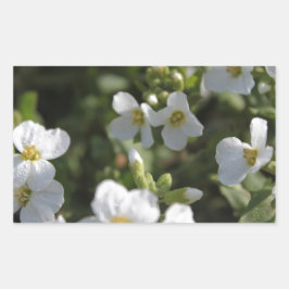 Färska vita sommarträdgårdsblommor och gröna blad rektangulärt klistermärke