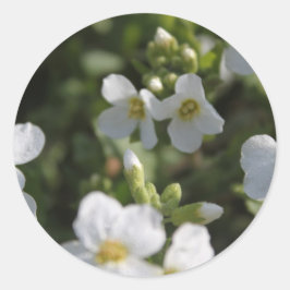 Färska vita sommarträdgårdsblommor och gröna blad runt klistermärke