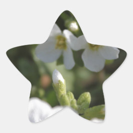 Färska vita sommarträdgårdsblommor och gröna blad stjärnformat klistermärke