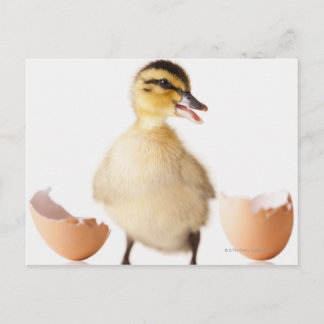 Färskkläckt chick bredvid bruten snäcka av ägg vykort