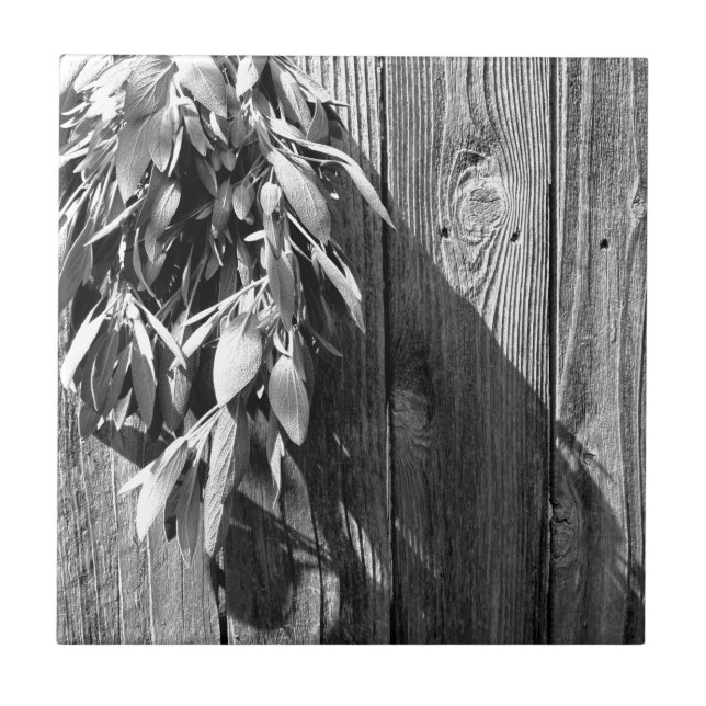 Färskskuren Sage Barn-wood Grayscale Kakelplatta (Framsidan)