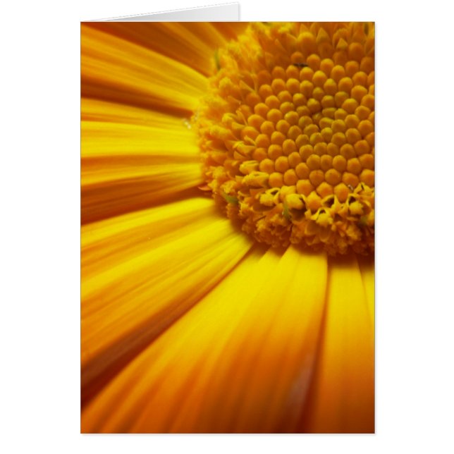 Färskt Orange-kort Hälsningskort (Framsidan)