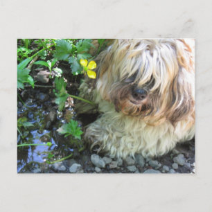 Färskvatten Hund Postkort Vykort
