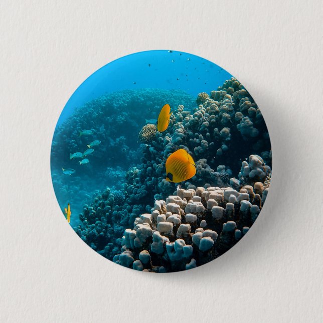 Fartfotografi av marina djur (Nautical Photos Mari Knapp (Framsida)