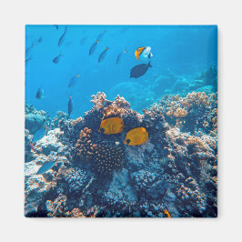 Fartfotografi av marina djur (Nautical Photos Mari Magnet