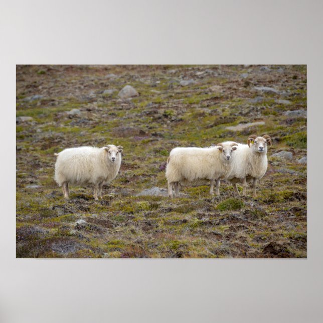 Fårtrea, Island Poster (Framsidan)