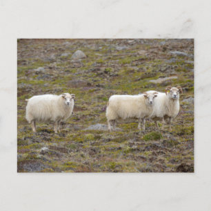 Fårtrio, Island Vykort