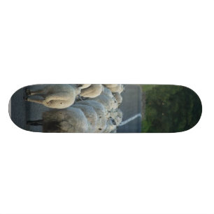 FårvägLambs Skateboard Bräda 20,5 Cm