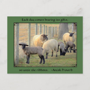 Fårvykort, Amish Proverb. Lägg till text Vykort
