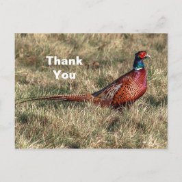 Fasan Foto Tack Vykort