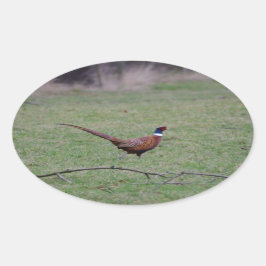 fasan ovalt klistermärke