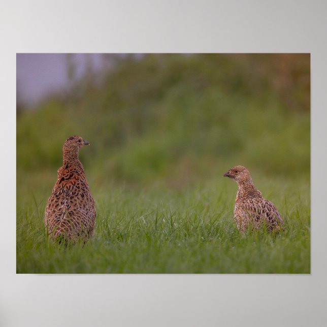 Fasanenmutter mit Kind morgens Poster (Framsidan)