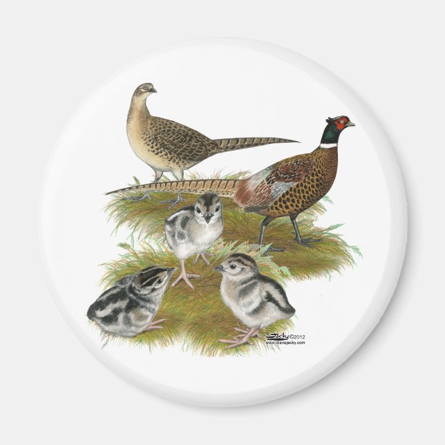 Fasanfamilj Magnet (Framsidan)