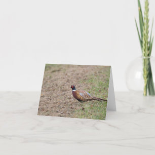 Fasant kort