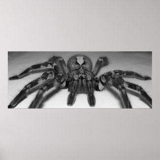 Fasciata-fototryck av RandomWhat Poster