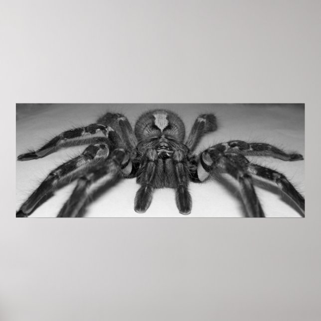 Fasciata-fototryck av RandomWhat Poster (Framsidan)