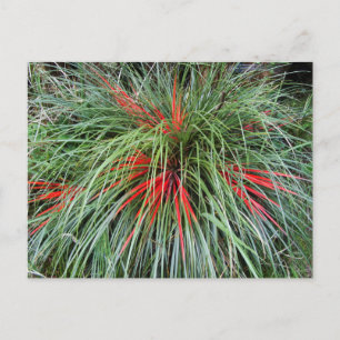 Fascicularia bicolor (Bromeliaceae), Södra Chil Vykort