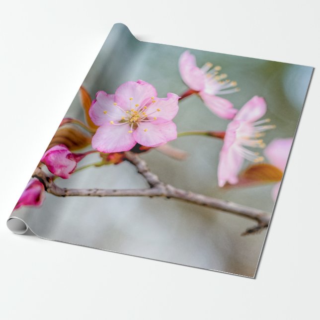 Fascination av Sakura Flowers Presentpapper (Utrullad)