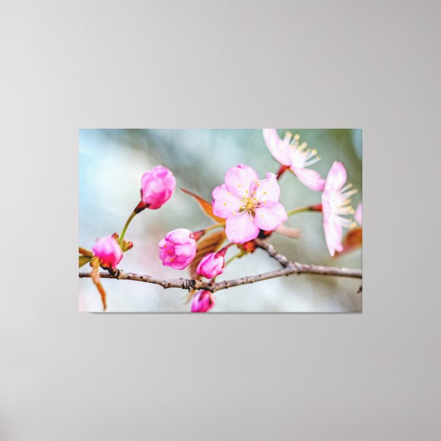 Fascinationen av körsbärsblommor i vårträdgården canvastryck (Framsida)