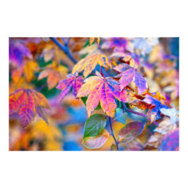 Fascinerande japansk maple lövs fototryck