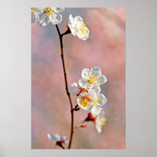 Fascinering av japanska Apricot Flowers Poster
