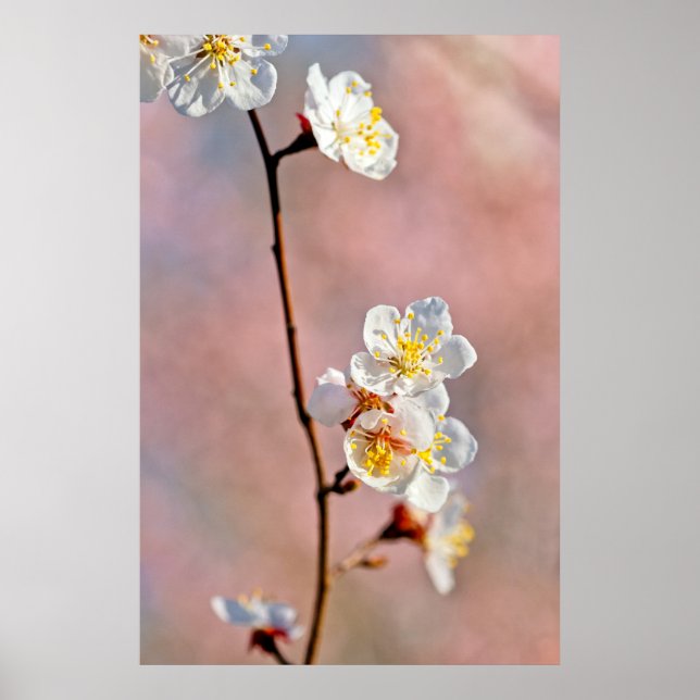 Fascinering av japanska Apricot Flowers Poster (Framsidan)