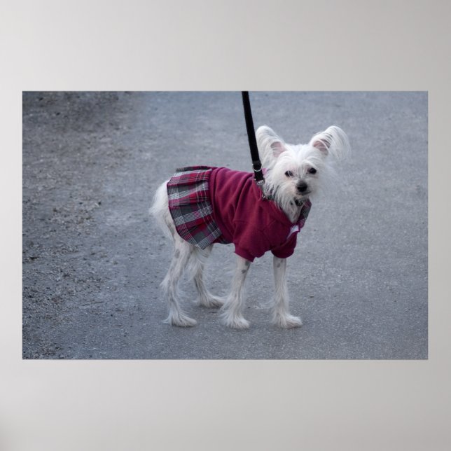 Fashionable Powderpuff Poster (Framsidan)