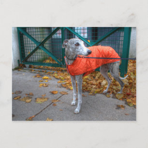 Fashionable Whifragment Vykort