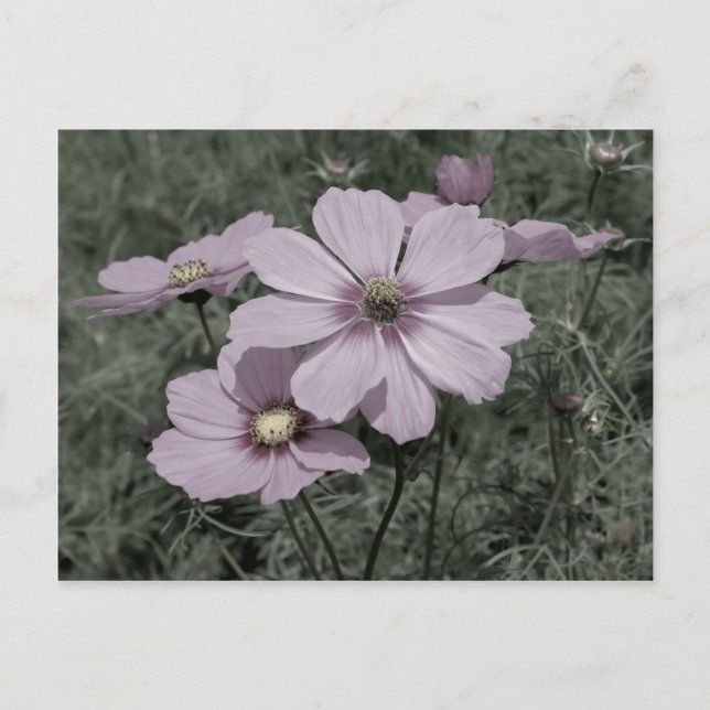 Fäst Rosa Cosmos blomma svart och vitt Vykort (Framsida)