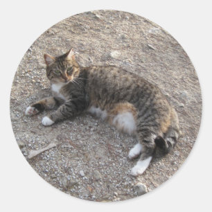 Fäst: Tabby katt Rester Runt Klistermärke