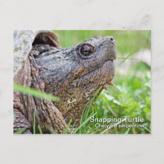 Fäst turtle-vykort vykort