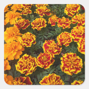 Fästare för vackra Marigolds Fyrkantigt Klistermärke