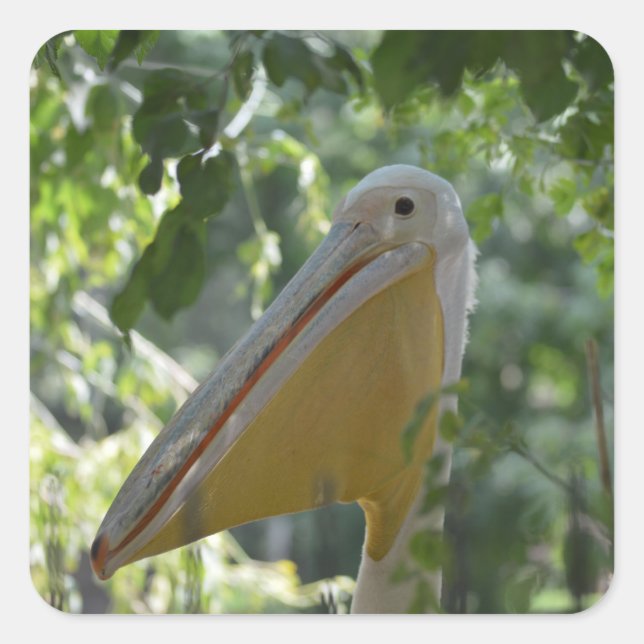 Fäster med rolig pelikan fyrkantigt klistermärke (Framsida)